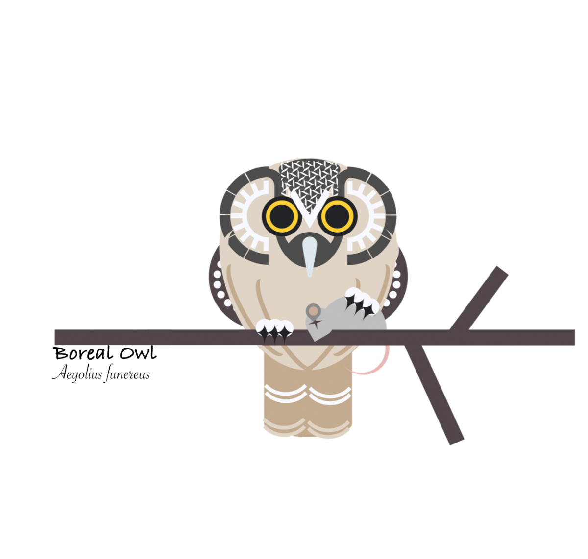 T owl. Sova t pose. Wild Owl PNG. Ovo Owl PNG.