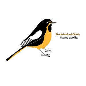 Orioles, New World Blackbirds, etc (Icteridae)